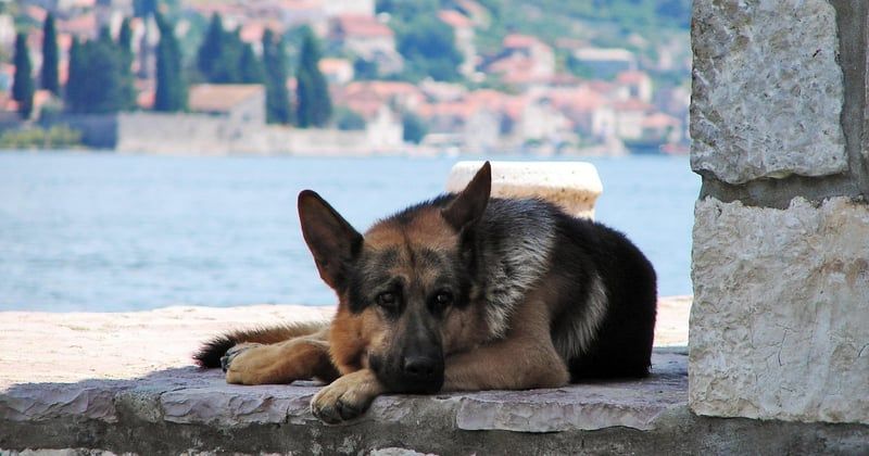 Les sols les plus faciles à nettoyer quand on a un chien